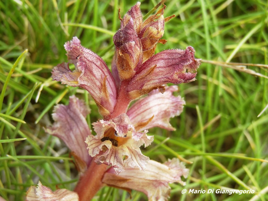 Orobanche alba / Succiamele del serpillo